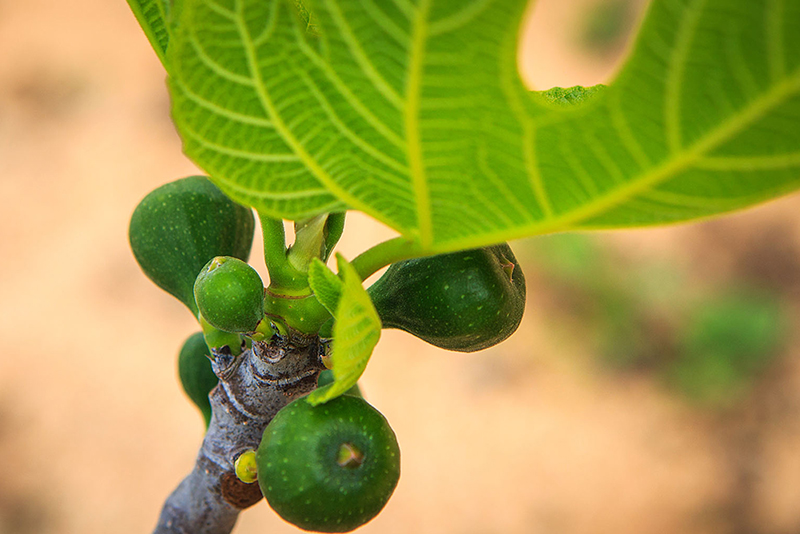 teana fig tree